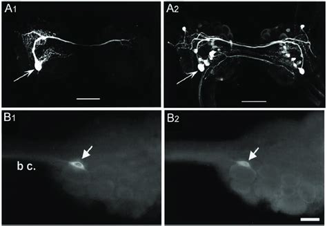 Identified GABAergic neurons. (A 1 , A 2 ) Identified GABAergic neuron ...