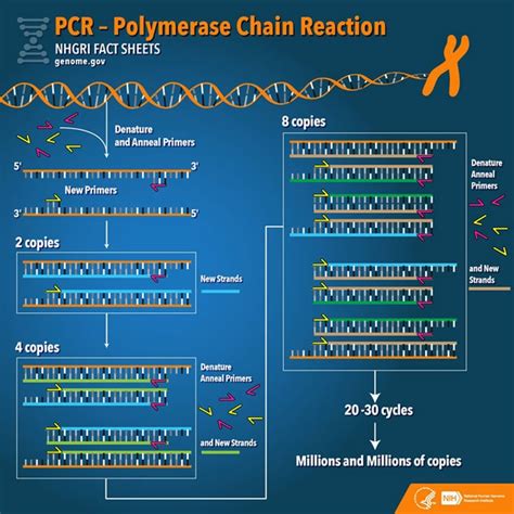 During Which Step in the Pcr Cycle Are Nucleotides Used