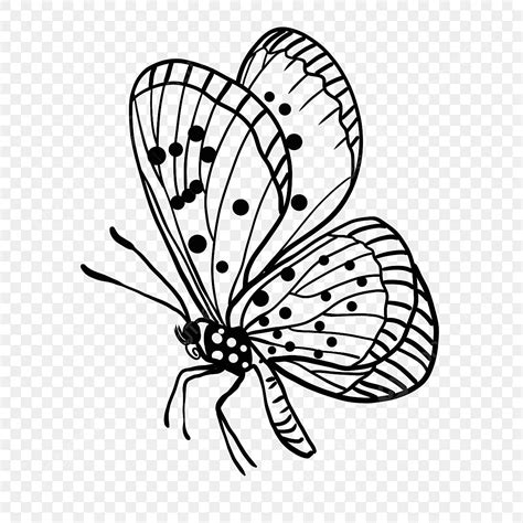 Variegated Swallowtail Butterfly Pollination Lineart Butterfly Clipart Black And White ...