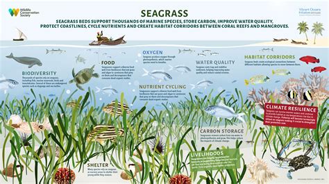 The Importance of Seagrass | Wild View