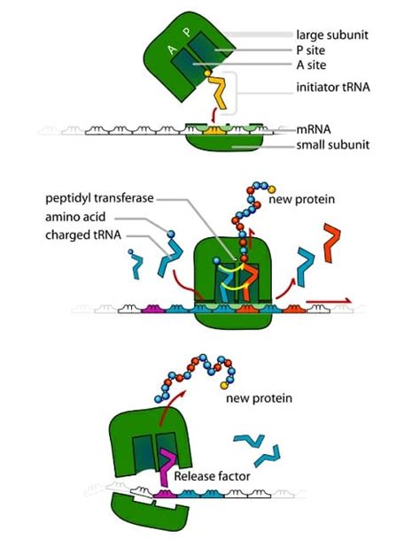 Ribosome - Definition, Function and Structure | Biology Dictionary