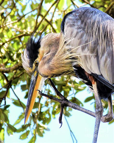 Great Blue Heron Close Up Photograph by Kerri Farley | Fine Art America