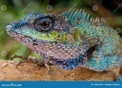 Blue-crested Lizard stock image. Image of purple, diurnal - 19961585