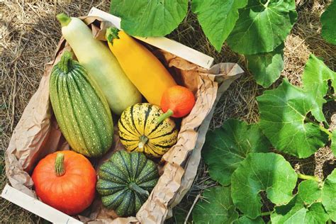 Winter Squash: Best Varieties, Growing Guide, Care, Problems, and Harvest