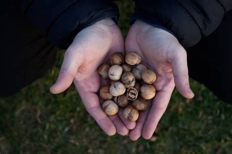 Hickory Tree Nuts, Wild Persimmons, and Pine Needle Tea - Grit