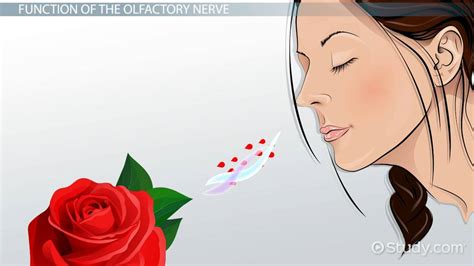 Olfactory Nerve Definition, Function & Damage - Lesson | Study.com