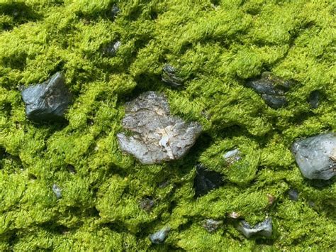 Vibrant green moss growing on bed of rocks | Free Textures