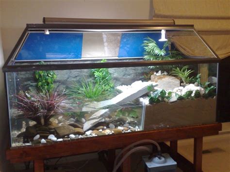 FISH ROOM CLEARENCE/ some fishes n a WHOLE CROCODILE TANK SET-UP in Aquarium Classifieds. FOR ...