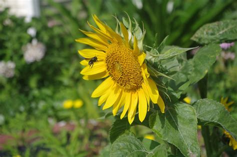 Sunflower Bee Pollination - Free photo on Pixabay - Pixabay