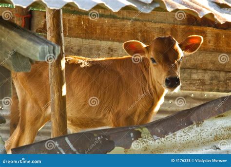 Baby Cow - Calf in the Farm Stock Photo - Image of hoof, crib: 4176338