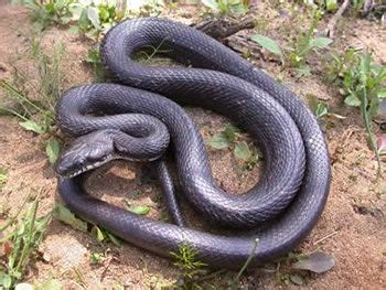 Gray Ratsnake | Outdoor Alabama