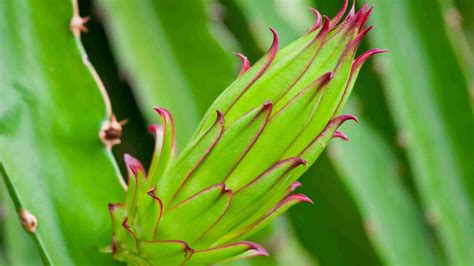 7 Great Reasons to Add Green Dragon Fruit To Your Diet