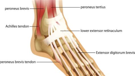 Foot Tendon Anatomy Diagram