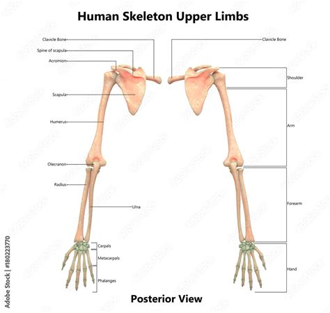 Posterior Upper Limb Muscles