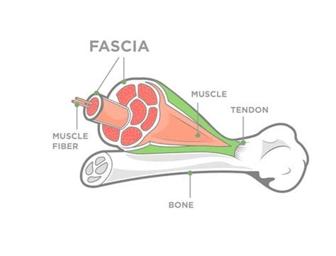 What are fascia - www.backrelease.com