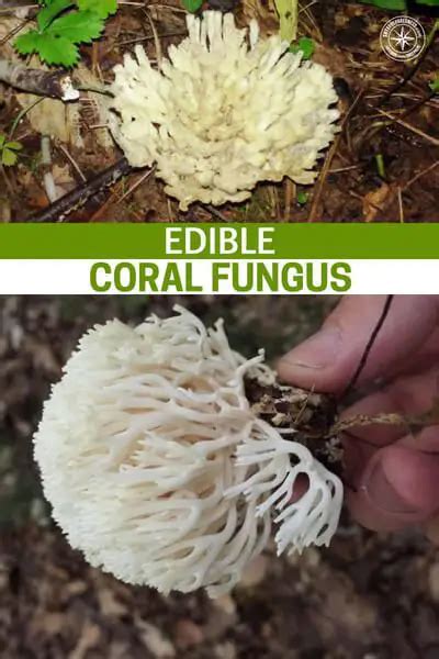 Edible Coral Fungus