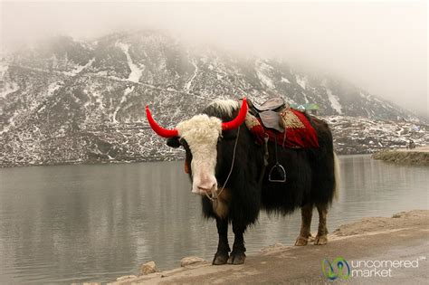 Sikkim: Mountains, Yaks and Buddhist Monastaries - Uncornered Market