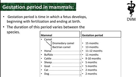 Top 102 List Of Gestation Period Of Different Animals - vrogue.co