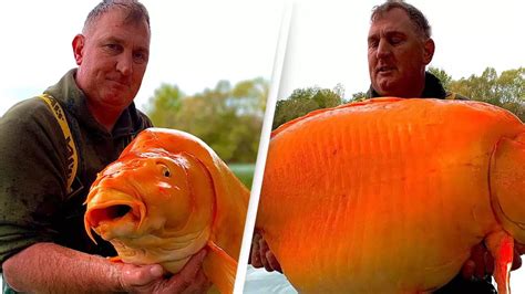 Man catches giant goldfish as heavy as a 10-year-old proving how big they actually get in the ...