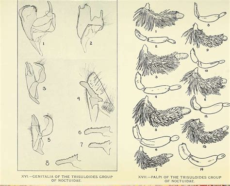 7 Lepidoptera anatomy, Anatomy Images: PICRYL - Public Domain Media Search Engine Public Domain ...