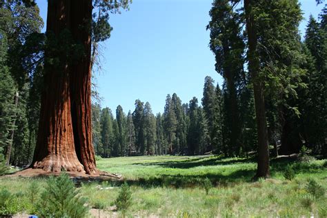 Sequoia National Forest... check! | Nature | Pinterest