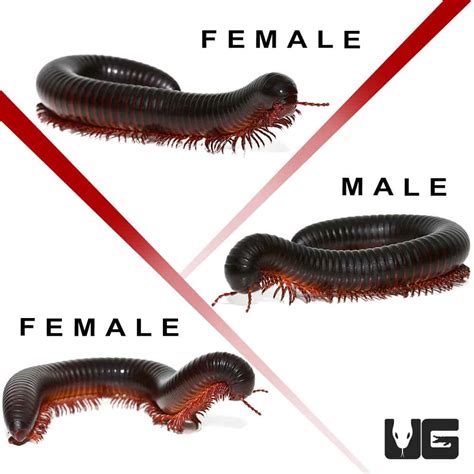 Giant African Millipedes for sale - Underground Reptiles