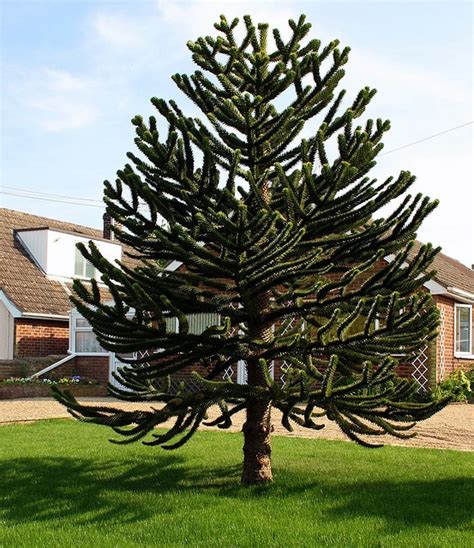 Monkey Tail Tree. So cool! | Beautiful tree, Outdoor gardens, Beautiful places to live