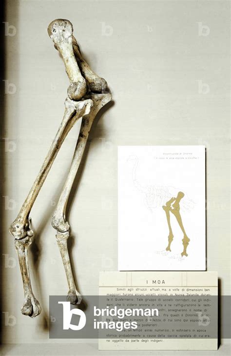 Image of Skeleton of legs of Moa Dinornis, giant fossil birds of by Prehistoric