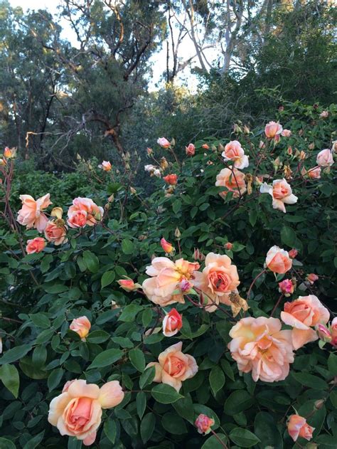 Winter Roses in my garden | Winter rose, Rose, Beautiful