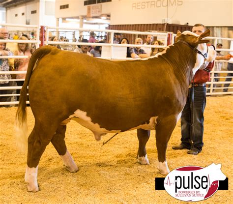 Houston Livestock Show – Jr. Market Steers – Polled Hereford | The Pulse