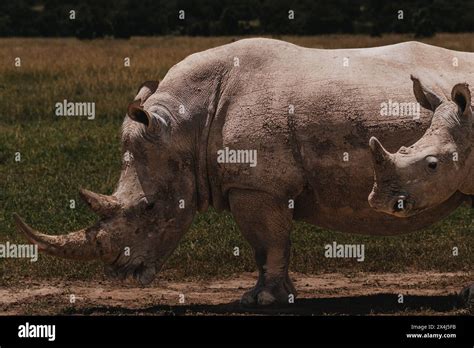 Southern white rhino in natural habitat, Ol Pejeta Conservancy Stock ...