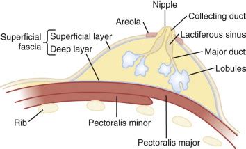 Breast Anatomy and Physiology: Recognizing Normal Changes | Radiology Key