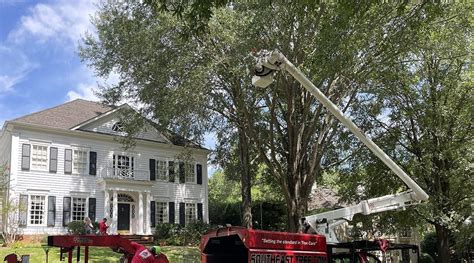 Tree Trimming Techniques l How to Trim Trees Properly