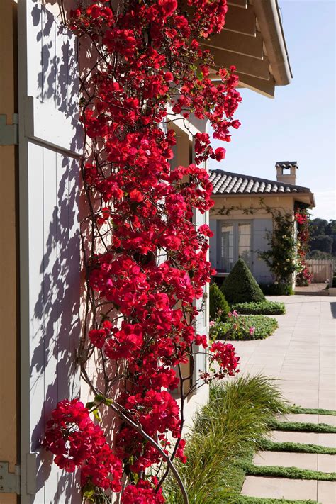 Flowering climbers that demand sun include bougainvillea, pictured, and roses such as ‘Lamarque ...