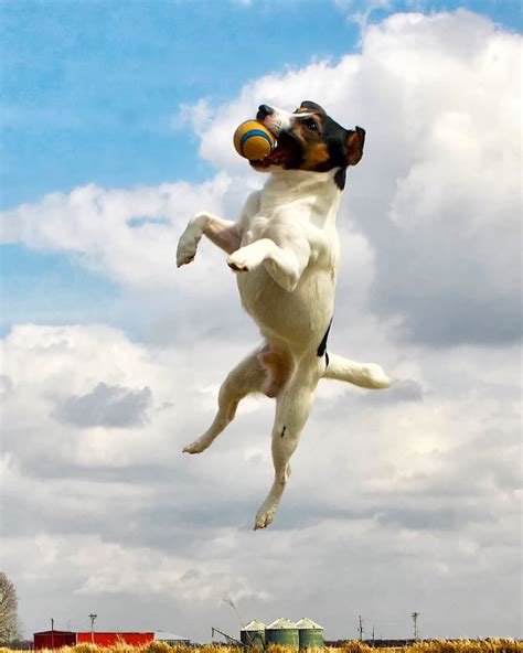 Top 10 Fastest Dogs: The Best Breeds for Dog Agility - Petful