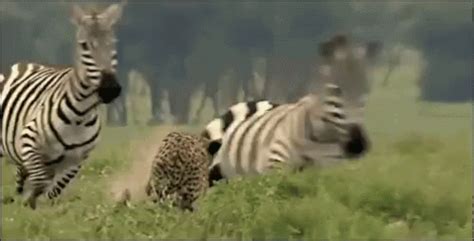 Animals Zebra GIF - Animals Zebra Running - Discover & Share GIFs