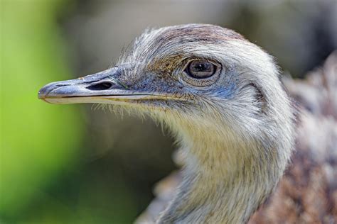 Portrait of a nandu - a photo on Flickriver