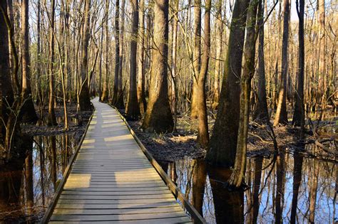 Things to Do at Congaree National Park: Camping, Hiking, Boating, and More – Dora's Corner