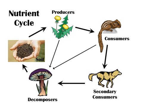 Nutrient Cycle | decomposers | Pinterest