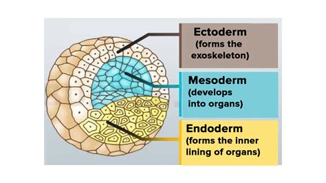 How are the three germ layers formed?