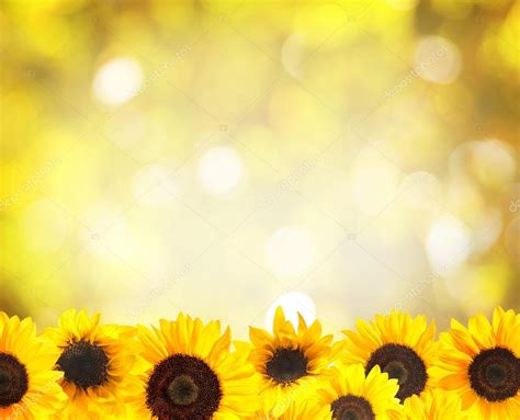 Yellow sunflowers background — Stock Photo © alexraths #123808578