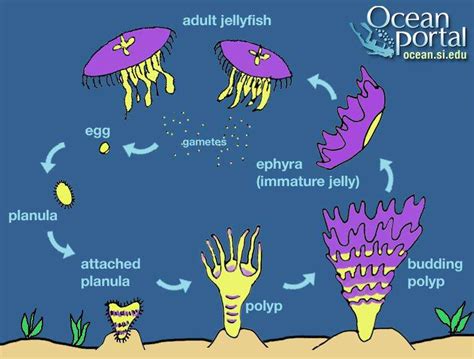 Jellyfish Animal Types, Anatomy, Lifespan, Sting and Facts - Jotscroll