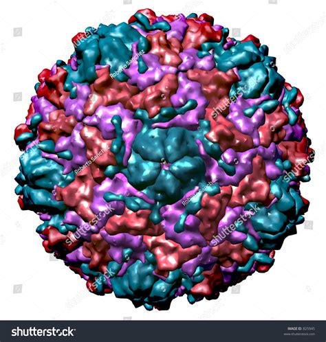 Rendering Of The Three Dimensional Structure Of Rhinovirus The Common Cold Virus Stock Photo ...