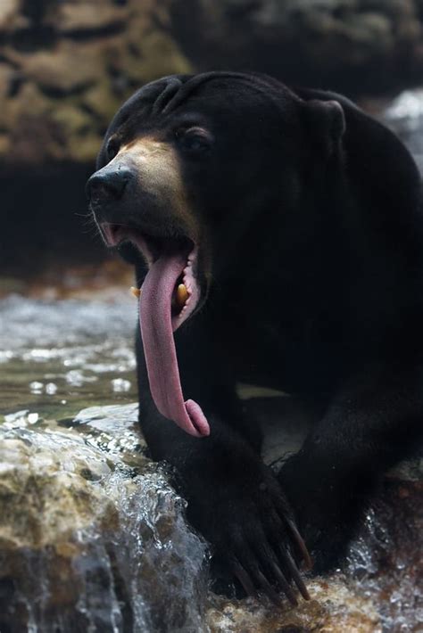 Malayan Sun Bear with a very long tongue. Photo by William T Hornaday : r/woahdude