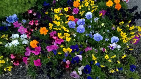 Colorful Flower Bed Free Stock Photo - Public Domain Pictures