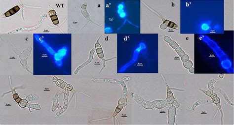 Germination of conidia from the wild type and Δmst2 under light ...