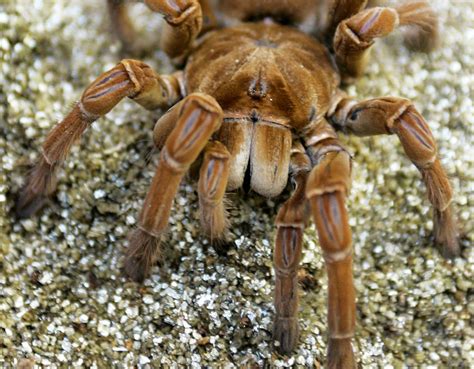 A guide to spooky species: Some scary-looking animals are all fang and ...