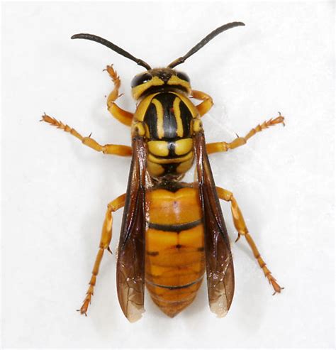 Yellow Jacket Wasp Queen