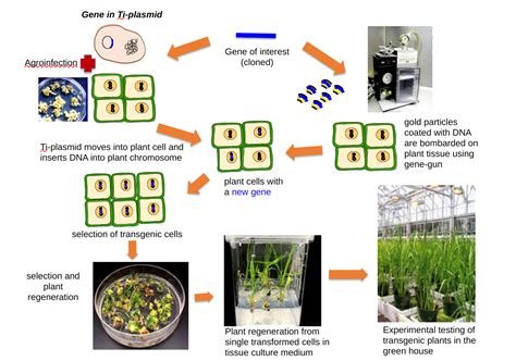 Genetically Engineered Crops – History and Science of Cultivated Plants