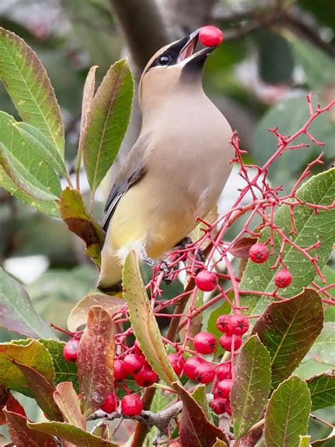 Cedar Waxwing — Santa Clara Valley Audubon Society